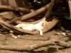 Lazy Cat in the Botanical Gardens

Trip: B.A. to L.A.
Entry: Walking in Buenos Aires
Date Taken: 09 Oct/02
Country: Argentina
Taken By: Mark
Viewed: 902 times