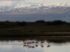 Flamingos in Laguna Nime, Calafate