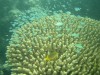 Coral

Trip: B.A. to L.A.
Entry: Fiji
Date Taken: 19 May/03
Country: Fiji
Taken By: Mark
Viewed: 970 times