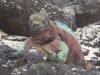 Marine Iguana

Trip: B.A. to L.A.
Entry: Galapagos Islands Boat Tour
Date Taken: 18 Jan/03
Country: Ecuador
Taken By: Mark
Viewed: 1390 times
Rated: 9.0/10 by 3 people