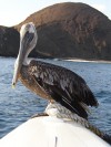 Pelican

Trip: B.A. to L.A.
Entry: Galapagos Islands Boat Tour
Date Taken: 22 Jan/03
Country: Ecuador
Taken By: Mark
Viewed: 1225 times