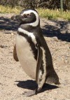 Penguin near Puerto Madryn

Trip: B.A. to L.A.
Entry: Whales and Penguins Yeah
Date Taken: 04 Nov/02
Country: Argentina
Taken By: Mark
Viewed: 1647 times
Rated: 10.0/10 by 2 people