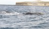 Two whales near Puerto Madryn

Trip: B.A. to L.A.
Entry: Whales and Penguins Yeah
Date Taken: 03 Nov/02
Country: Argentina
Taken By: Mark
Viewed: 1370 times
Rated: 8.8/10 by 4 people