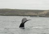 A whale tail near Puerto Madryn

Trip: B.A. to L.A.
Entry: Whales and Penguins Yeah
Date Taken: 03 Nov/02
Country: Argentina
Taken By: Mark
Viewed: 953 times