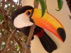 Tucan at Hostel Bolivia

Trip: B.A. to L.A.
Entry: 52 hours to Santa Cruz
Date Taken: 18 Nov/02
Country: Bolivia
Taken By: Mark
Viewed: 2018 times
Rated: 9.3/10 by 9 people
