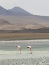 Flamingos. Southwest Bolivia.

Trip: B.A. to L.A.
Entry: Salar de Uyuni
Date Taken: 02 Dec/02
Country: Bolivia
Taken By: Mark
Viewed: 1378 times
