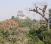 Temple 4, Tikal

Trip: B.A. to L.A.
Entry: Tikal
Date Taken: 18 Mar/03
Country: Guatemala
Taken By: Mark
Viewed: 1186 times