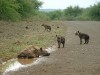 Spotted Hyena with Pups

Trip: Greece, Egypt and Africa
Entry: Kruger National Park
Date Taken: 26 Nov/03
Country: South Africa
Taken By: Travis
Viewed: 1339 times
Rated: 4.3/10 by 3 people