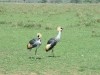 Serengeti - Crowned Crane

Trip: Greece, Egypt and Africa
Entry: Overland Tour - Tanzania
Date Taken: 24 Dec/03
Country: Tanzania
Taken By: Travis
Viewed: 1443 times
Rated: 6.7/10 by 3 people