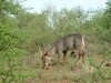 Waterbuck

Trip: Greece, Egypt and Africa
Entry: Kruger National Park
Date Taken: 26 Nov/03
Country: South Africa
Taken By: Travis
Viewed: 1317 times
