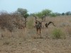 Kudu

Trip: Greece, Egypt and Africa
Entry: Kruger National Park
Date Taken: 26 Nov/03
Country: South Africa
Taken By: Travis
Viewed: 1213 times