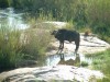 African Buffalo

Trip: Greece, Egypt and Africa
Entry: Kruger National Park
Date Taken: 26 Nov/03
Country: South Africa
Taken By: Travis
Viewed: 1076 times