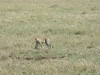 Ngorogoro Crater - Cheetah

Trip: Greece, Egypt and Africa
Entry: Overland Tour - Tanzania
Date Taken: 25 Dec/03
Country: Tanzania
Taken By: Travis
Viewed: 1486 times
