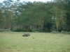 Rhinos Watching a Baboon

Trip: Greece, Egypt and Africa
Entry: Overland Tour - Kenya
Date Taken: 02 Dec/03
Country: Kenya
Taken By: Travis
Viewed: 1326 times