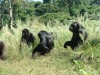 Chimps Waiting for Lunch

Trip: Greece, Egypt and Africa
Entry: Overland Tour -- Uganda
Date Taken: 14 Dec/03
Country: Uganda
Taken By: Travis
Viewed: 1966 times
Rated: 10.0/10 by 1 person