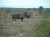 White Rhino

Trip: Greece, Egypt and Africa
Entry: Kruger National Park
Date Taken: 25 Nov/03
Country: South Africa
Taken By: Travis
Viewed: 1162 times