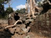Tree destroying wall at Ta Prohm, Angkor
