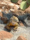 Land Iguana

Trip: South America
Entry: Galapagos
Date Taken: 05 May/03
Country: Ecuador
Taken By: Travis
Viewed: 1065 times