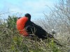 Frigate Bird

Trip: South America
Entry: Galapagos
Date Taken: 05 May/03
Country: Ecuador
Taken By: Travis
Viewed: 1142 times
Rated: 8.0/10 by 5 people