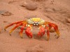 Sally Lightfoot Crab

Trip: South America
Entry: Galapagos
Date Taken: 03 May/03
Country: Ecuador
Taken By: Abi
Viewed: 1775 times
Rated: 9.1/10 by 9 people