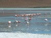 Flamingos

Trip: South America
Entry: Salar de Uyuni & Tupiza
Date Taken: 19 Jun/03
Country: Bolivia
Taken By: Travis
Viewed: 1465 times
Rated: 8.3/10 by 3 people