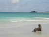 Sea Lion pup at Gardner Bay

Trip: B.A. to L.A.
Entry: Galapagos Islands Boat Tour
Date Taken: 18 Jan/03
Country: Ecuador
Taken By: Mark
Viewed: 1065 times