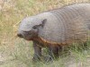 Armadillo near Puerto Madryn

Trip: B.A. to L.A.
Entry: Whales and Penguins Yeah
Date Taken: 03 Nov/02
Country: Argentina
Taken By: Mark
Viewed: 1145 times
Rated: 7.5/10 by 4 people
