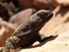 A lizard at Puente Del Inca

Date Taken: 12 Nov/02
Taken By: Mark
Viewed: 406 times