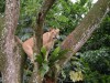 Cat up a tree at Singapore Zoo

Trip: Brunei to Bangkok
Entry: Singapore
Date Taken: 01 Dec/03
Country: Singapore
Taken By: Mark
Viewed: 1484 times
Rated: 8.7/10 by 3 people