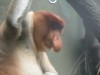 Proboscus Monkey at Singapore Zoo

Trip: Brunei to Bangkok
Entry: Singapore
Date Taken: 01 Dec/03
Country: Singapore
Taken By: Mark
Viewed: 1819 times
Rated: 7.0/10 by 7 people